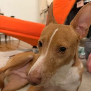 Podenco Kiwi, 07/2023, ca 45 cm, 12049 Berlin