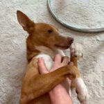 Podenco Kiwi, 07/2023, ca 45 cm, 12049 Berlin