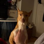 Podenco Kiwi, 07/2023, ca 45 cm, 12049 Berlin