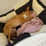 Podenco Kiwi, 07/2023, ca 45 cm, 12049 Berlin