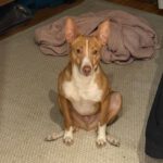 Podenco Kiwi, 07/2023, ca 45 cm, 12049 Berlin