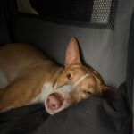 Podenco Kiwi, 07/2023, ca 45 cm, 12049 Berlin