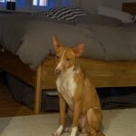 Podenco Kiwi, 07/2023, ca 45 cm, 12049 Berlin