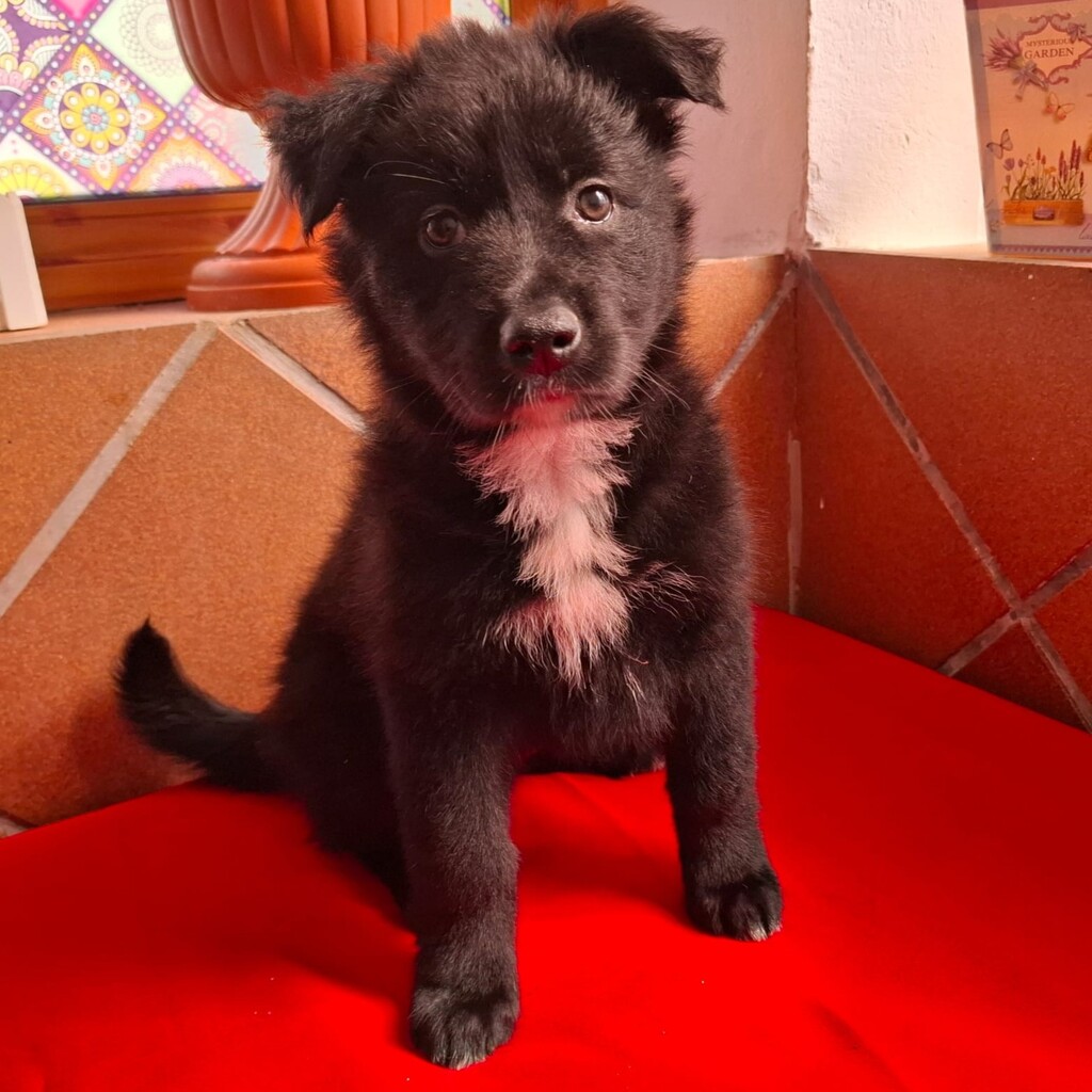 Schäferhund-Mischling Kora, 12/2025, Endgröße ca. 50 cm
