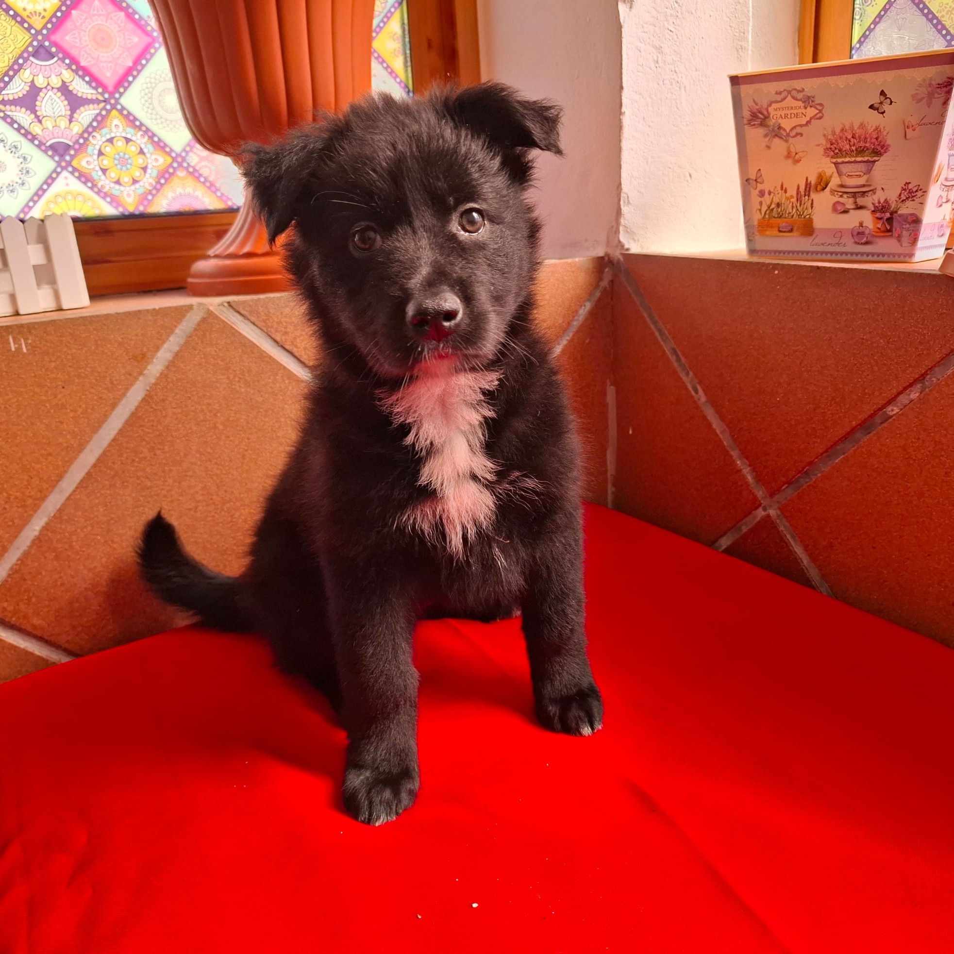 Schäferhund Mischling Kora, 12/2024, ca. 50 cm