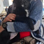 Schäferhund-Mischling Kora, 12/2025, Endgröße ca. 50 cm