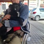 Schäferhund Mischling Kora, 12/2024, ca. 50 cm