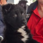 Schäferhund-Mischling Kora, 12/2025, Endgröße ca. 50 cm