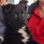 Schäferhund Mischling Kora, 12/2024, ca. 50 cm