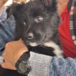 Schäferhund-Mischling Kora, 12/2025, Endgröße ca. 50 cm