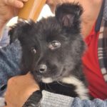 Schäferhund Mischling Kora, 12/2024, ca. 50 cm