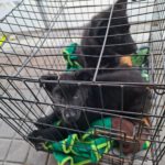 Schäferhund Mischling Kora, 12/2024, ca. 50 cm