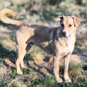 Mischling Lacky, 08/2024, ca. 50 cm, 24247 Rodenbek