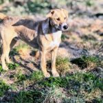 Mischling Lacky, 08/2024, ca. 50 cm, 24247 Rodenbek