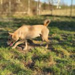 Mischling Lacky, 08/2024, ca. 50 cm, 24247 Rodenbek