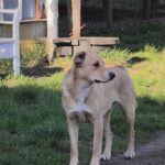 Mischling Lacky, 08/2024, ca. 50 cm, 24247 Rodenbek