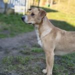 Mischling Lacky, 08/2024, ca. 50 cm, 24247 Rodenbek