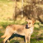 Mischling Lacky, 08/2024, ca. 50 cm, 24247 Rodenbek