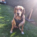 Mischling Lala, 05/2019, ca. 50 cm,53229 Bonn