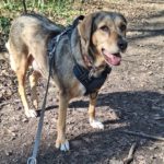 Mischling Lala, 05/2019, ca. 50 cm,53229 Bonn