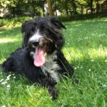 Mischling Lana, 05/2021, ca. 50 cm, 50827 Köln