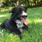 Mischling Lana, 05/2021, ca. 50 cm, 50827 Köln