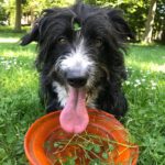 Mischling Lana, 05/2021, ca. 50 cm, 50827 Köln