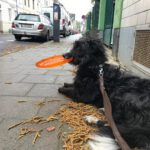 Mischling Lana, 05/2021, ca. 50 cm, 50827 Köln