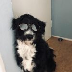 Mischling Lana, 05/2021, ca. 50 cm, 50827 Köln