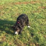 Mischling Lana, 05/2021, ca. 50 cm, 50827 Köln