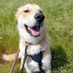 Mischling Lancelot, 04/2025, ca 65 cm