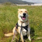 Mischling Lancelot, 04/2025, ca 65 cm