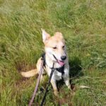 Mischling Lancelot, 04/2025, ca 65 cm