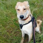 Mischling Lancelot, 04/2025, ca 65 cm