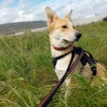 Mischling Lancelot, 04/2025, ca 65 cm