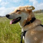 Mischling Lancelot, 04/2025, ca 65 cm