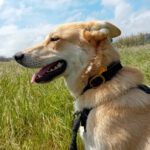 Mischling Lancelot, 04/2025, ca 65 cm