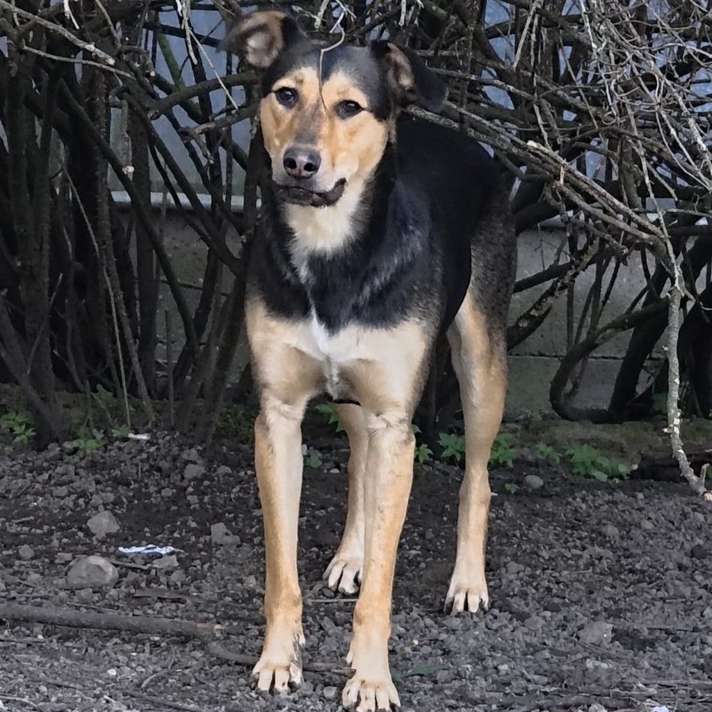 Mischling Larsy, 08/2024, ca. 50 cm, 24247 Rodenbek