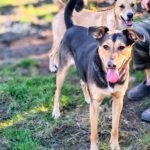 Mischling Larsy, 08/2024, ca. 50 cm, 24247 Rodenbek