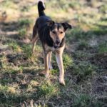 Mischling Larsy, 08/2024, ca. 50 cm, 24247 Rodenbek