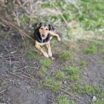 Mischling Larsy, 08/2024, ca. 50 cm, 24247 Rodenbek