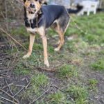 Mischling Larsy, 08/2024, ca. 50 cm, 24247 Rodenbek