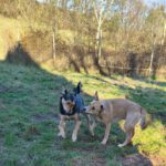 Mischling Larsy, 08/2024, ca. 50 cm, 24247 Rodenbek