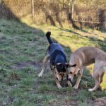 Mischling Larsy, 08/2024, ca. 50 cm, 24247 Rodenbek