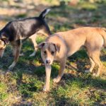 Mischling Larsy, 08/2024, ca. 50 cm, 24247 Rodenbek