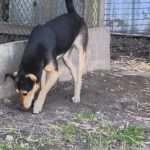 Mischling Larsy, 08/2024, ca. 50 cm, 24247 Rodenbek