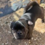 Mopsmischling Lilo, 06/2023, ca. 29 cm