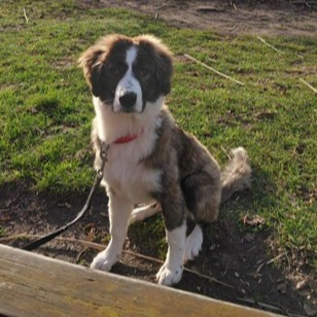 Mischling Lio, 07/2025, Endgröße ca. 50 cm, 66955 Pirmasens