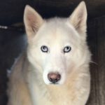 Husky Lobita, 04/2024, ca. 50 cm