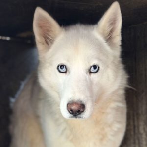 Husky Lobita, 04/2024, ca. 50 cm